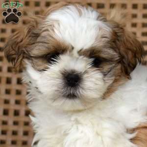 Biscuit, Shih Tzu Puppy