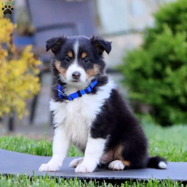Biscuit, Sheltie Puppy