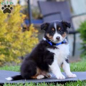 Biscuit, Sheltie Puppy