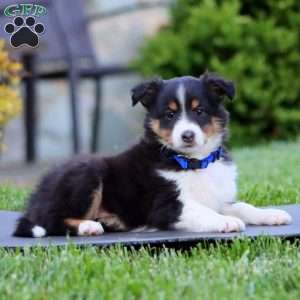 Biscuit, Sheltie Puppy