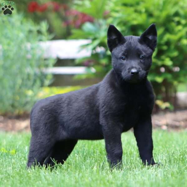 Blaze, Belgian Malinois Puppy
