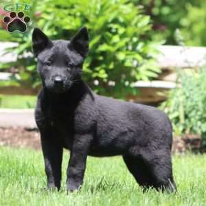 Blaze, Belgian Malinois Puppy