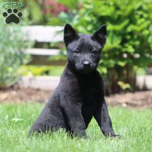 Blaze, Belgian Malinois Puppy