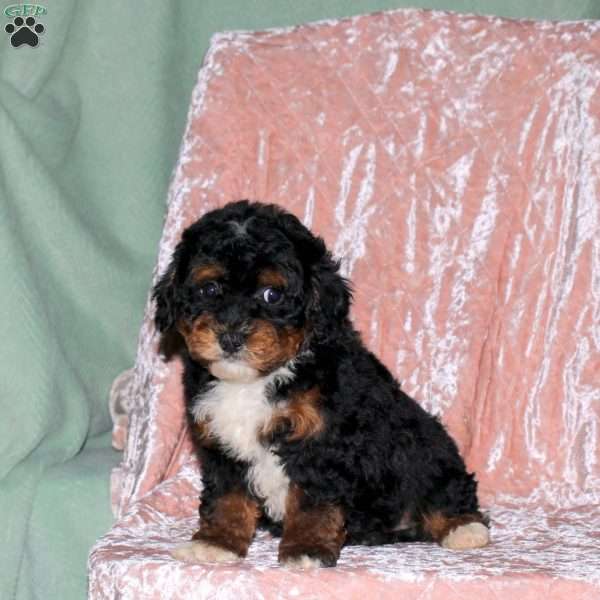 Blitz, Toy Poodle Puppy