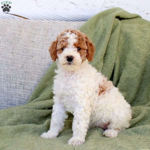 Blossom, Standard Poodle Puppy