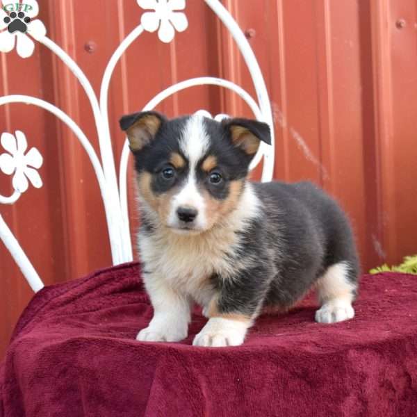 Blossom, Pembroke Welsh Corgi Puppy