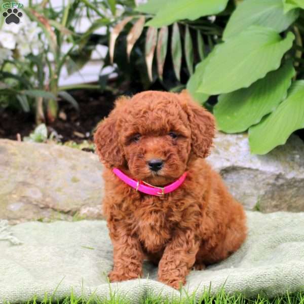 Blossom, Mini Goldendoodle Puppy