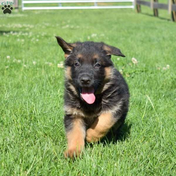 Blossom, German Shepherd Puppy