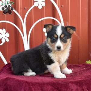 Blossom, Pembroke Welsh Corgi Puppy