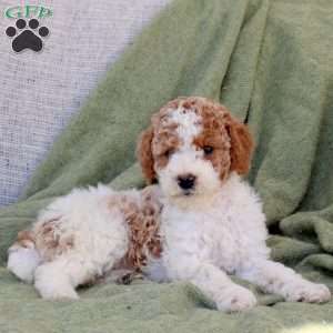 Blossom, Standard Poodle Puppy