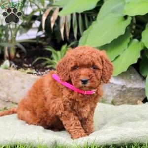 Blossom, Mini Goldendoodle Puppy