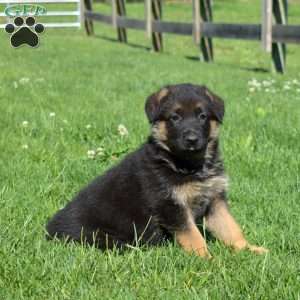 Blossom, German Shepherd Puppy