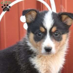 Blossom, Pembroke Welsh Corgi Puppy