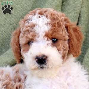 Blossom, Standard Poodle Puppy