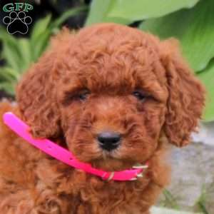 Blossom, Mini Goldendoodle Puppy