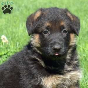 Blossom, German Shepherd Puppy