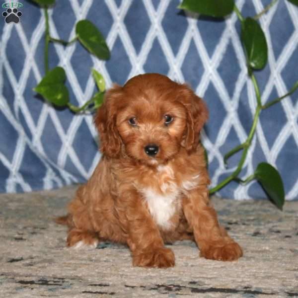 Blossom, Cavapoo Puppy
