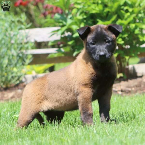Blossom, Belgian Malinois Puppy