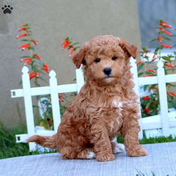 Blossom, Havapoo Puppy