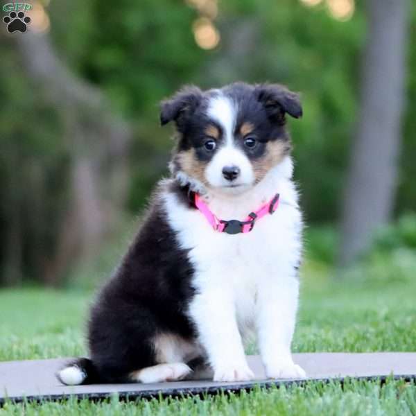 Blossom, Sheltie Puppy