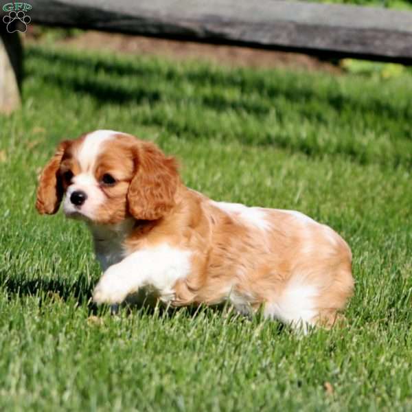Blossom, Cavalier King Charles Spaniel Puppy