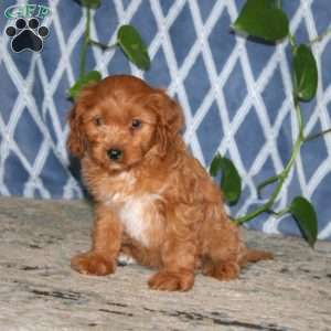 Blossom, Cavapoo Puppy