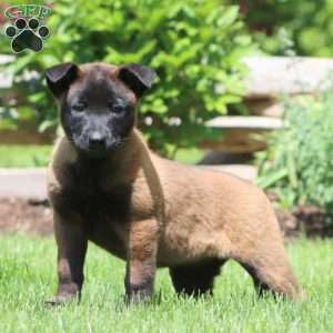 Blossom, Belgian Malinois Puppy