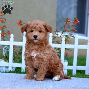 Blossom, Havapoo Puppy