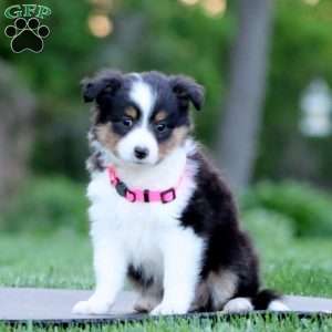 Blossom, Sheltie Puppy