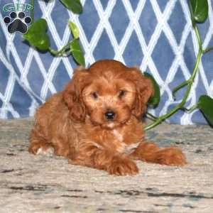 Blossom, Cavapoo Puppy