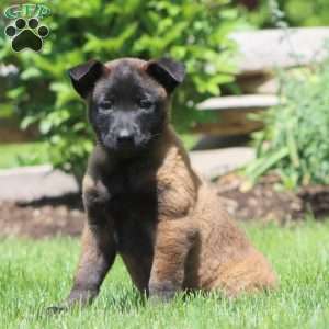 Blossom, Belgian Malinois Puppy