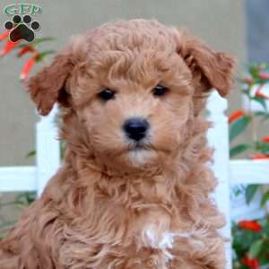 Blossom, Havapoo Puppy