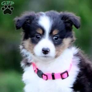Blossom, Sheltie Puppy