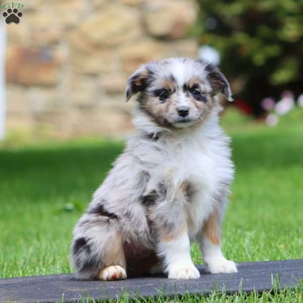 Bluey, Miniature Australian Shepherd Puppy