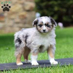 Bluey, Miniature Australian Shepherd Puppy