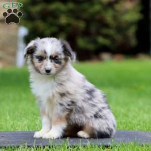Bluey, Miniature Australian Shepherd Puppy
