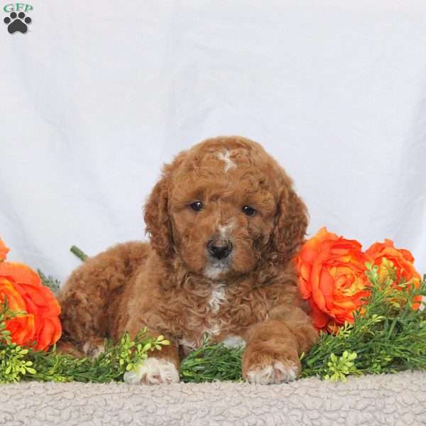 Bobby, Mini Goldendoodle Puppy