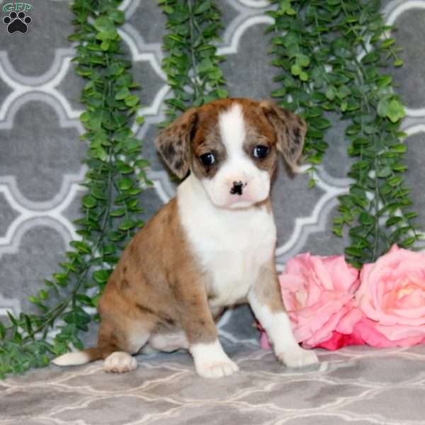 Bobby, Boston Terrier Mix Puppy