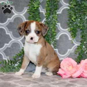 Bobby, Boston Terrier Mix Puppy