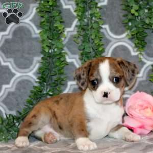 Bobby, Boston Terrier Mix Puppy