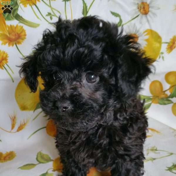 Bobby, Toy Poodle Puppy