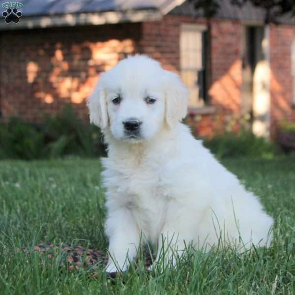 Bonnie, English Cream Golden Retriever Puppy