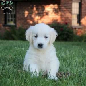 Bonnie, English Cream Golden Retriever Puppy