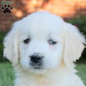 Bonnie, English Cream Golden Retriever Puppy