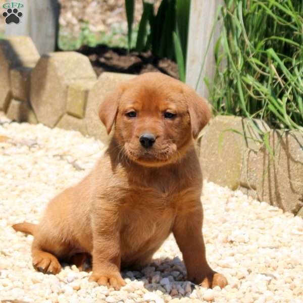 Boomer, Fox Red Labrador Retriever Puppy