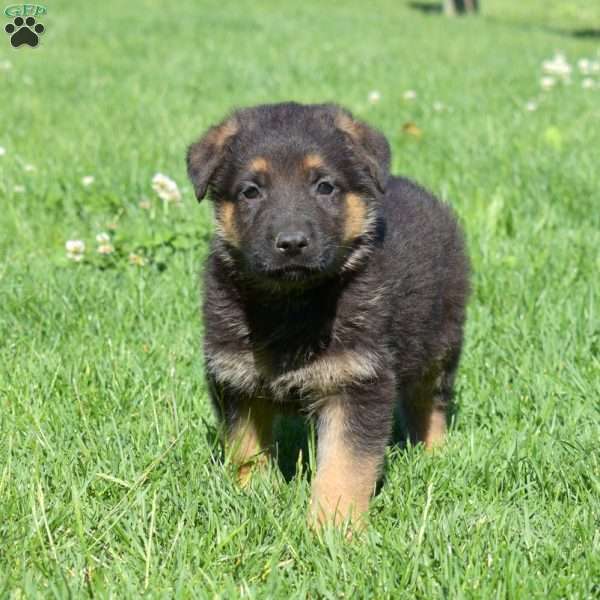 Boomer, German Shepherd Puppy