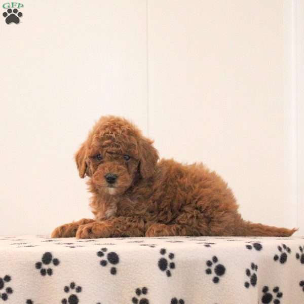Boomer, Toy Poodle Puppy