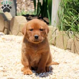 Boomer, Fox Red Labrador Retriever Puppy