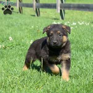 Boomer, German Shepherd Puppy