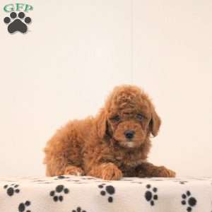Boomer, Toy Poodle Puppy